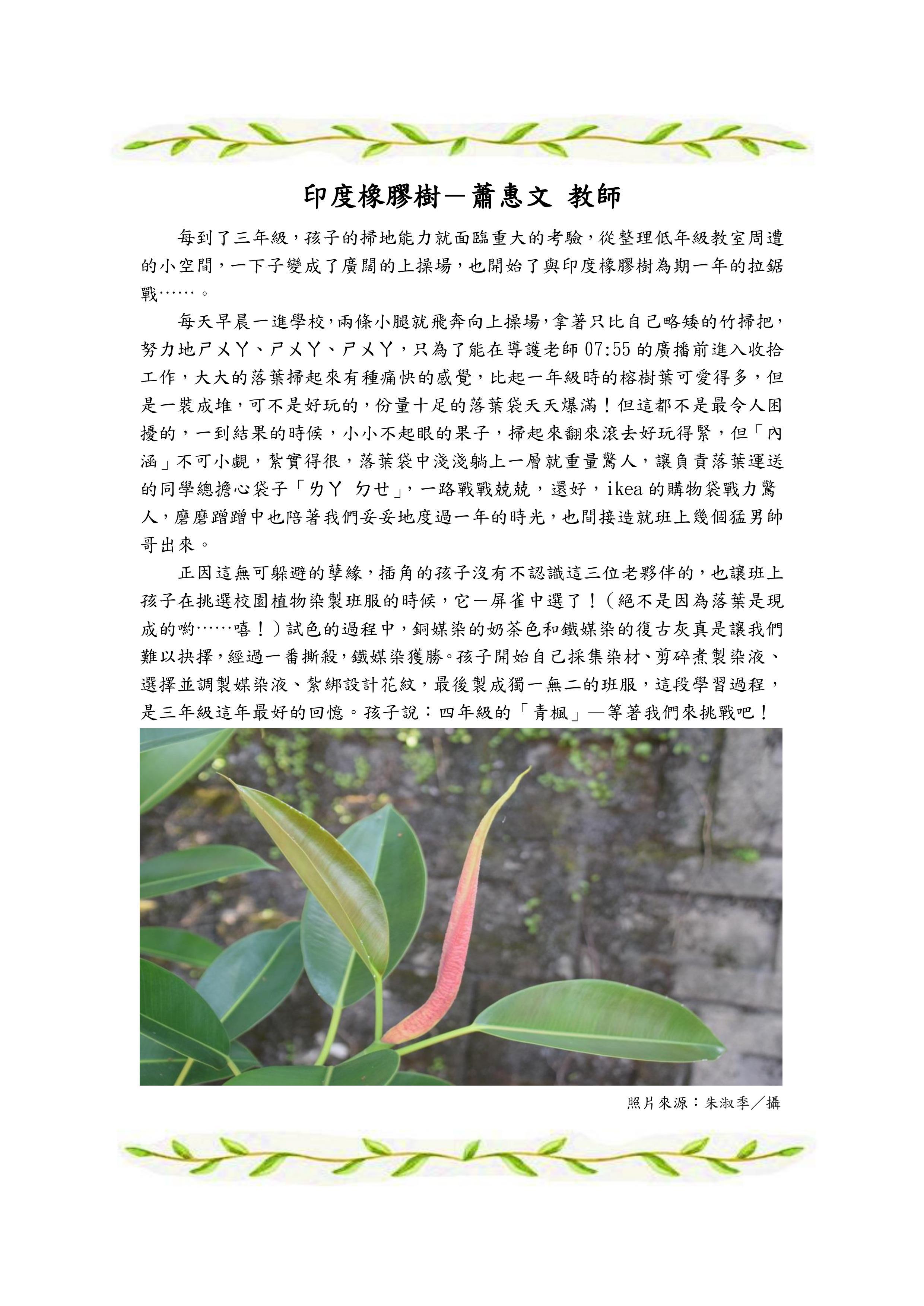 印度橡膠樹