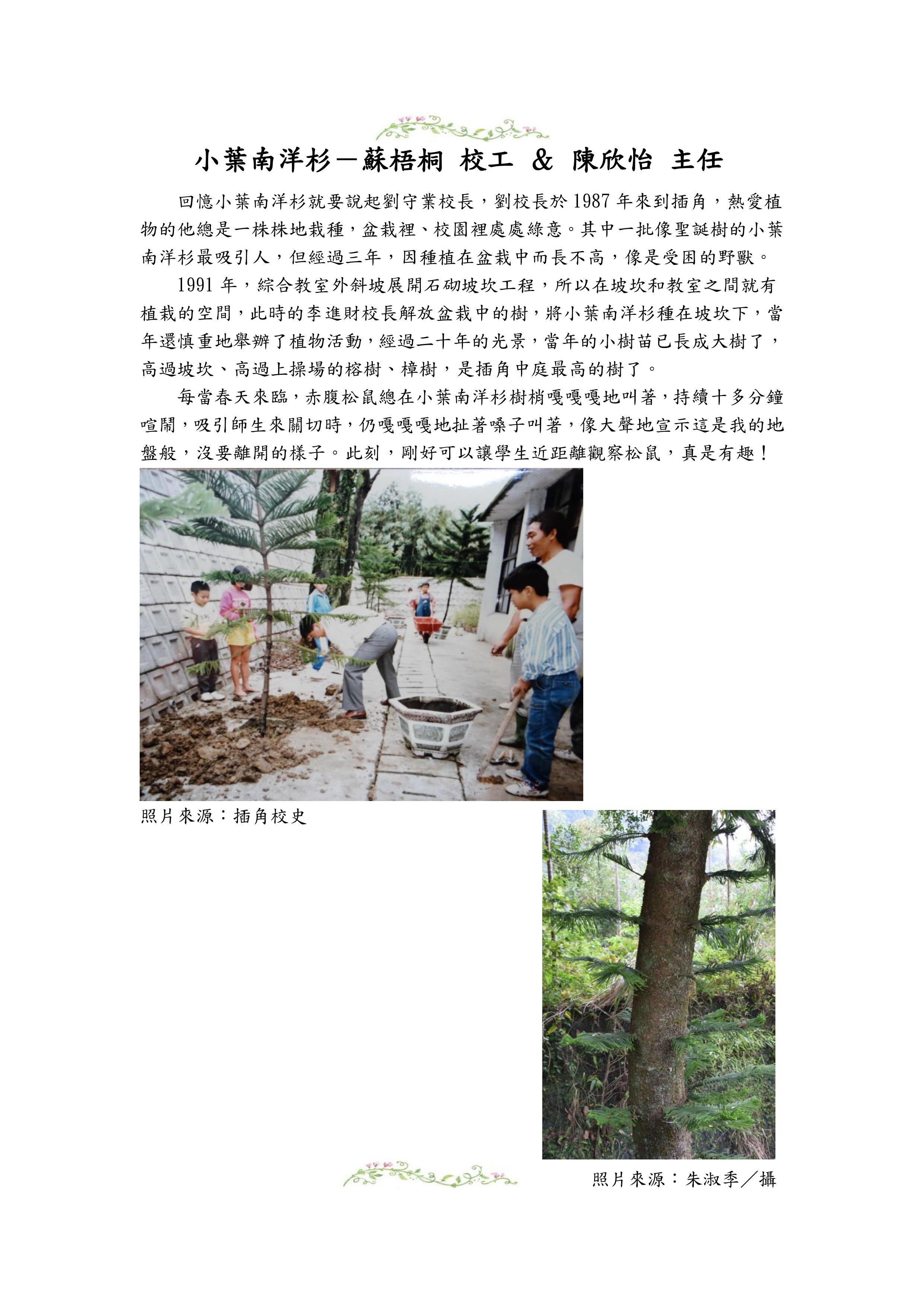 小葉南洋杉