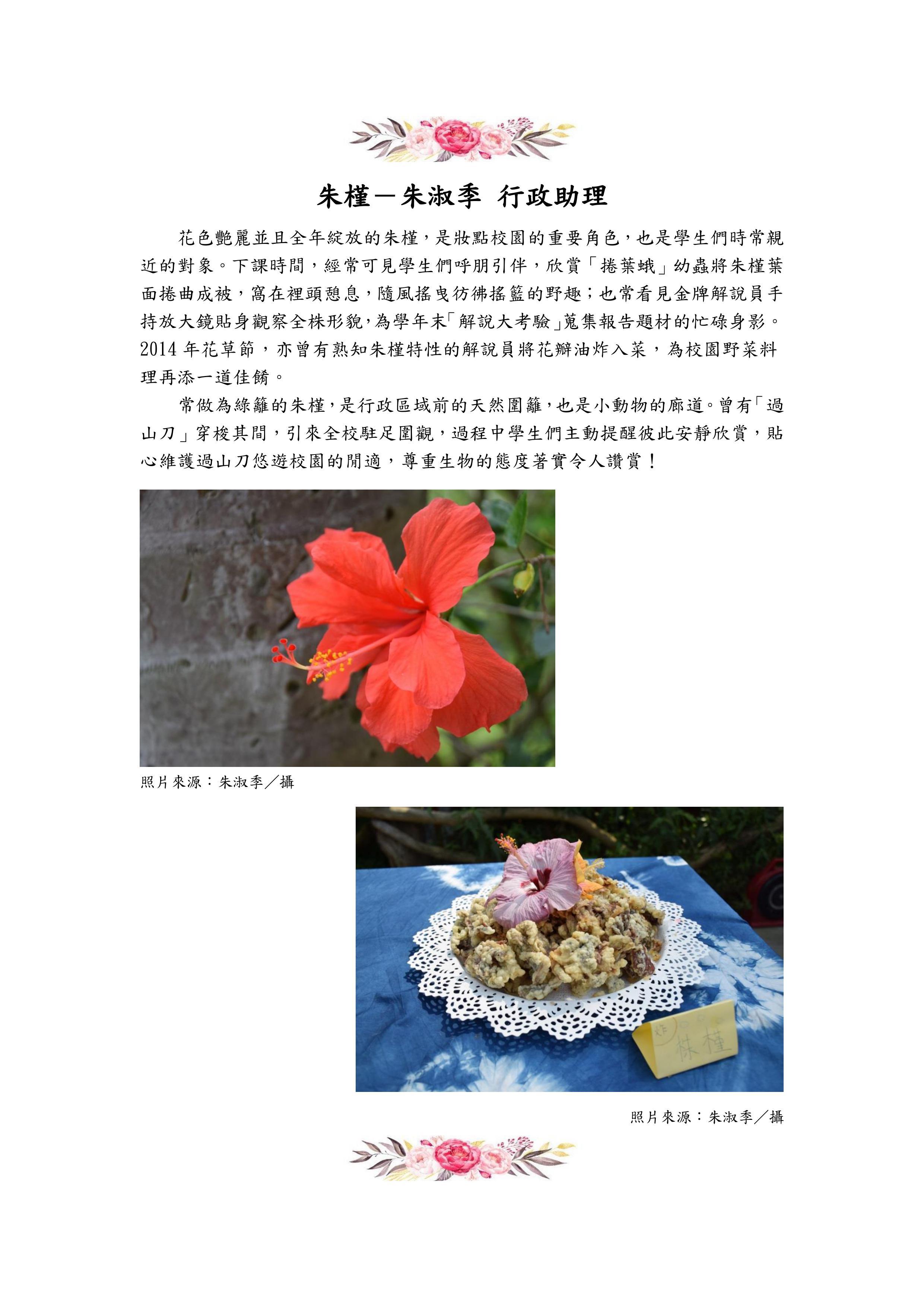 朱槿