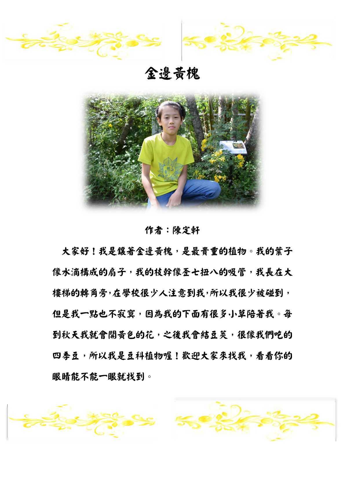 金邊黃槐