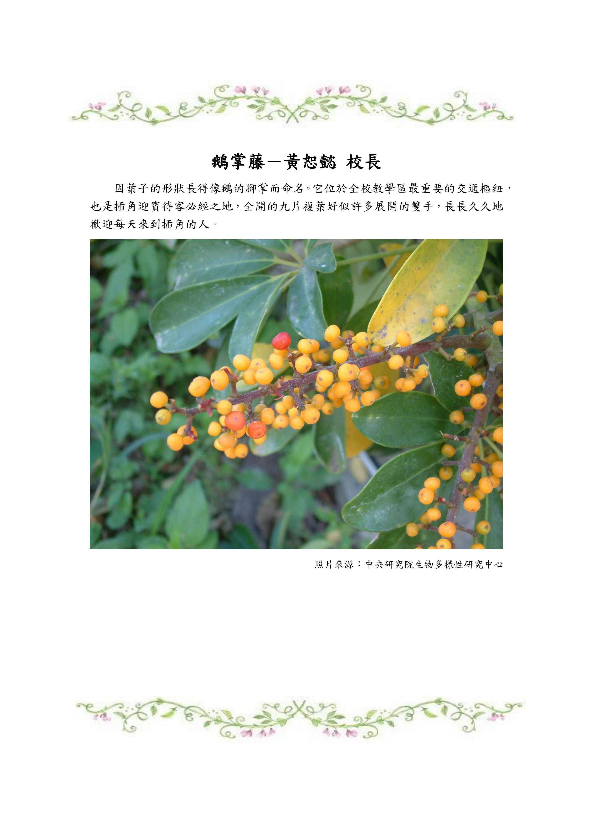 鵝掌藤