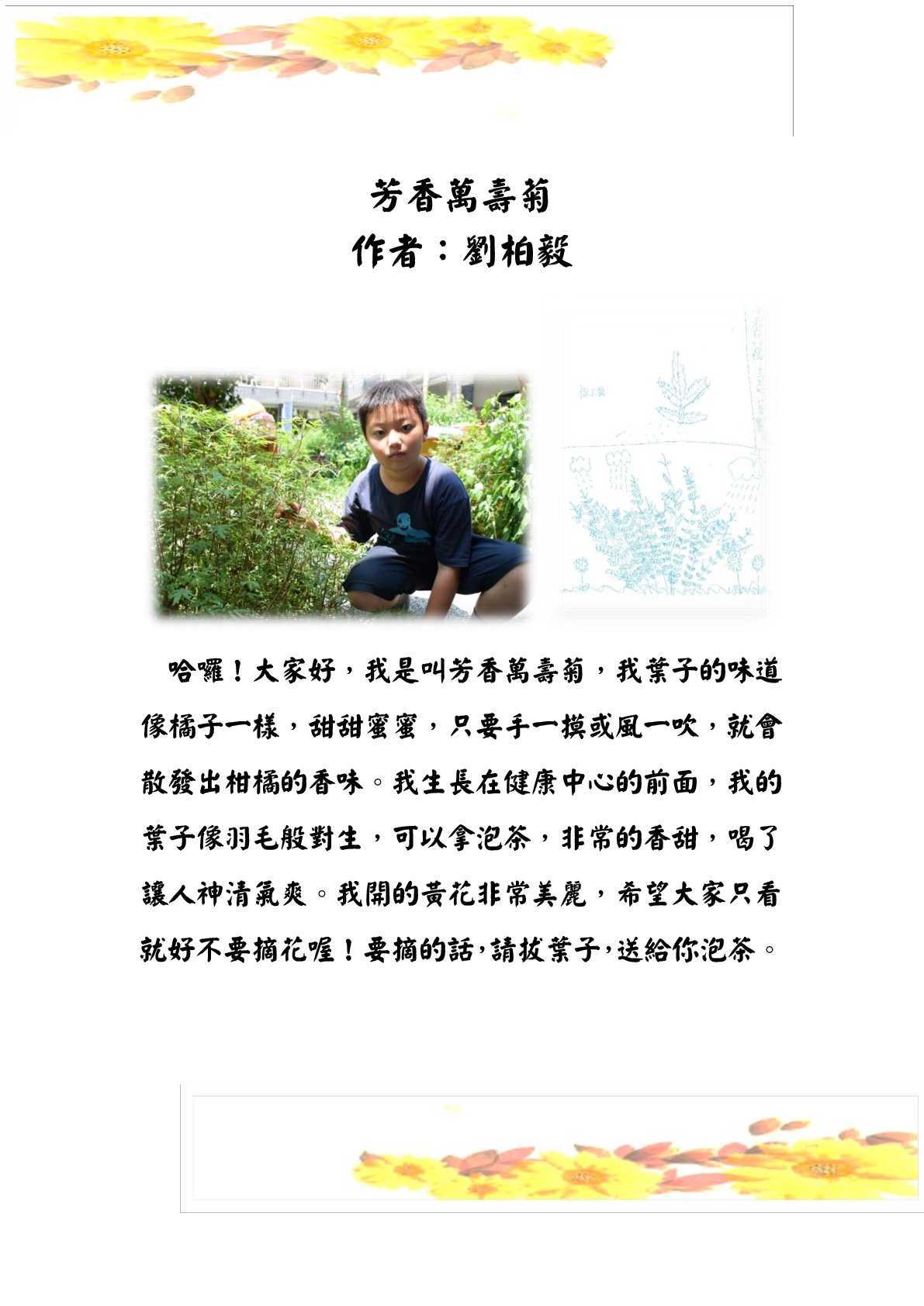 芳香萬壽菊