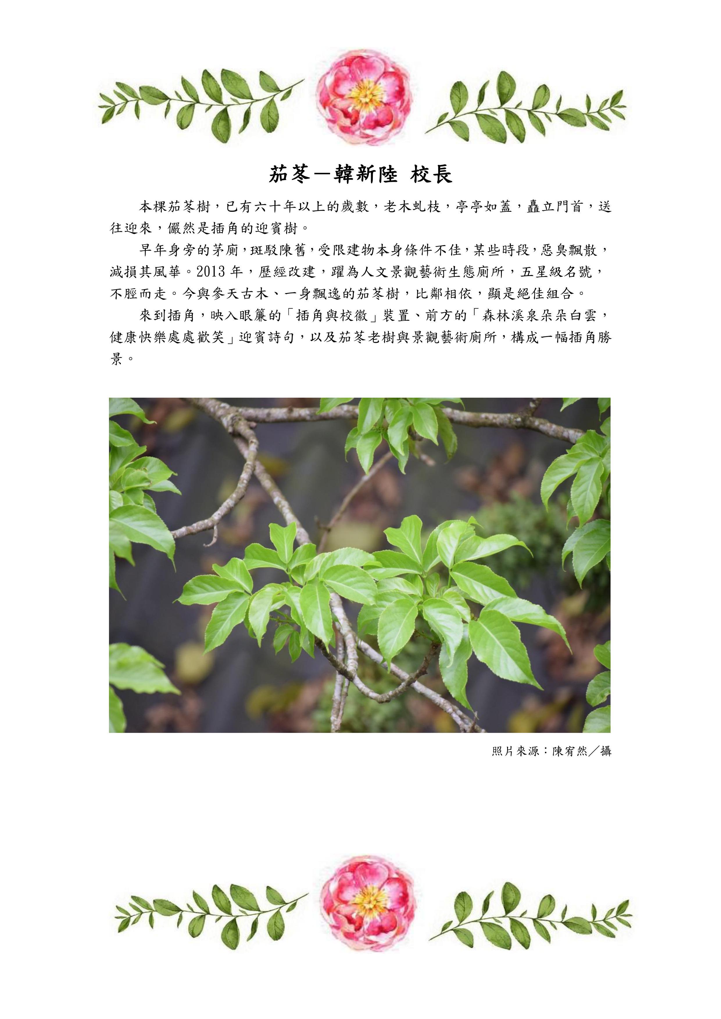 茄苳