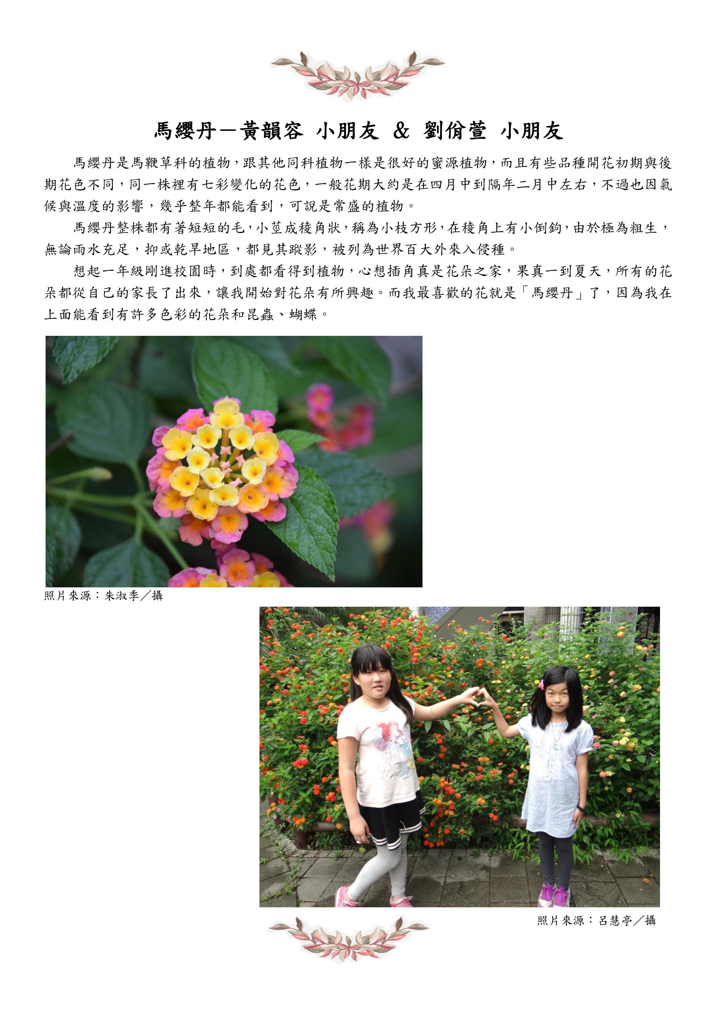 馬纓丹