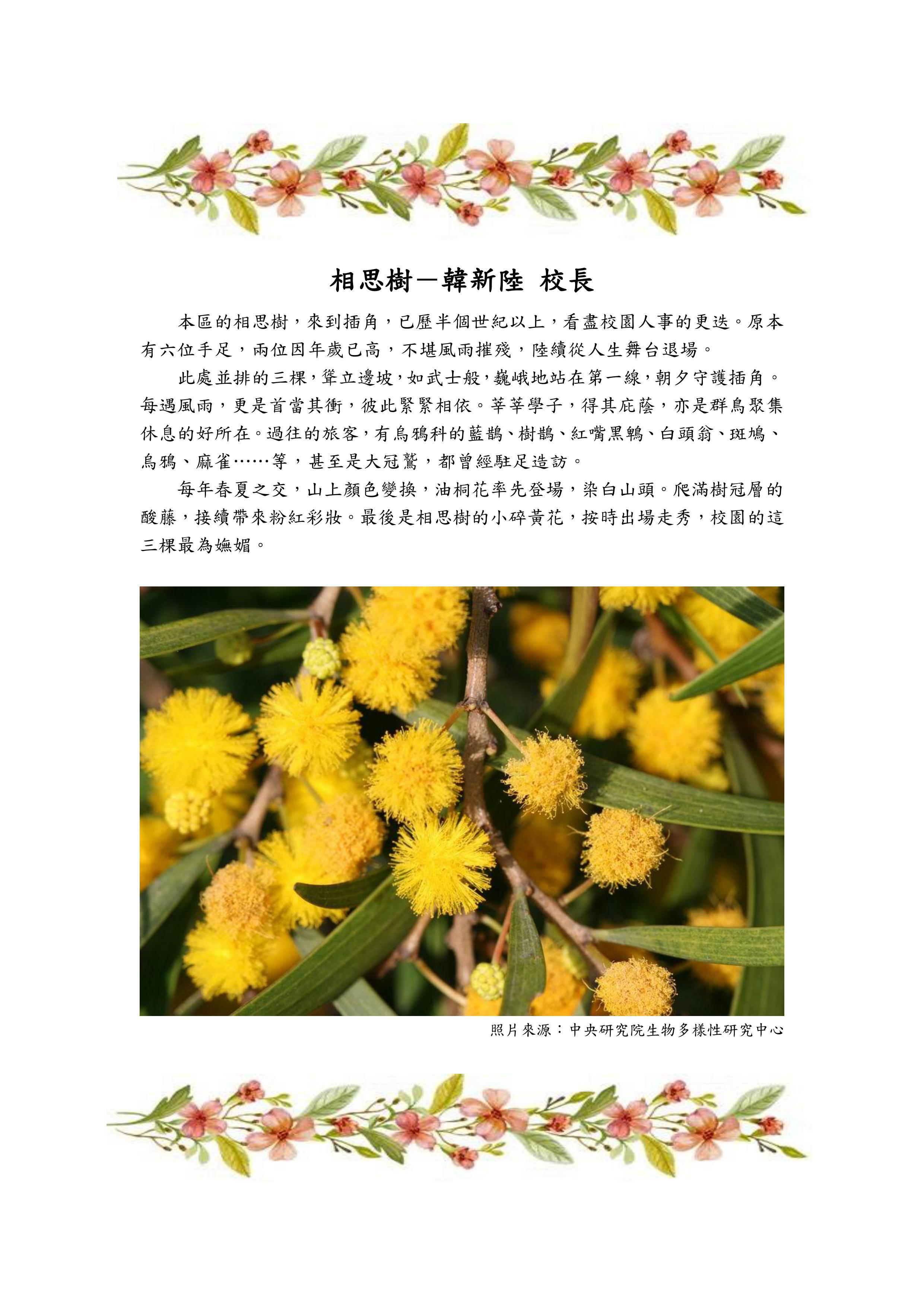 相思樹
