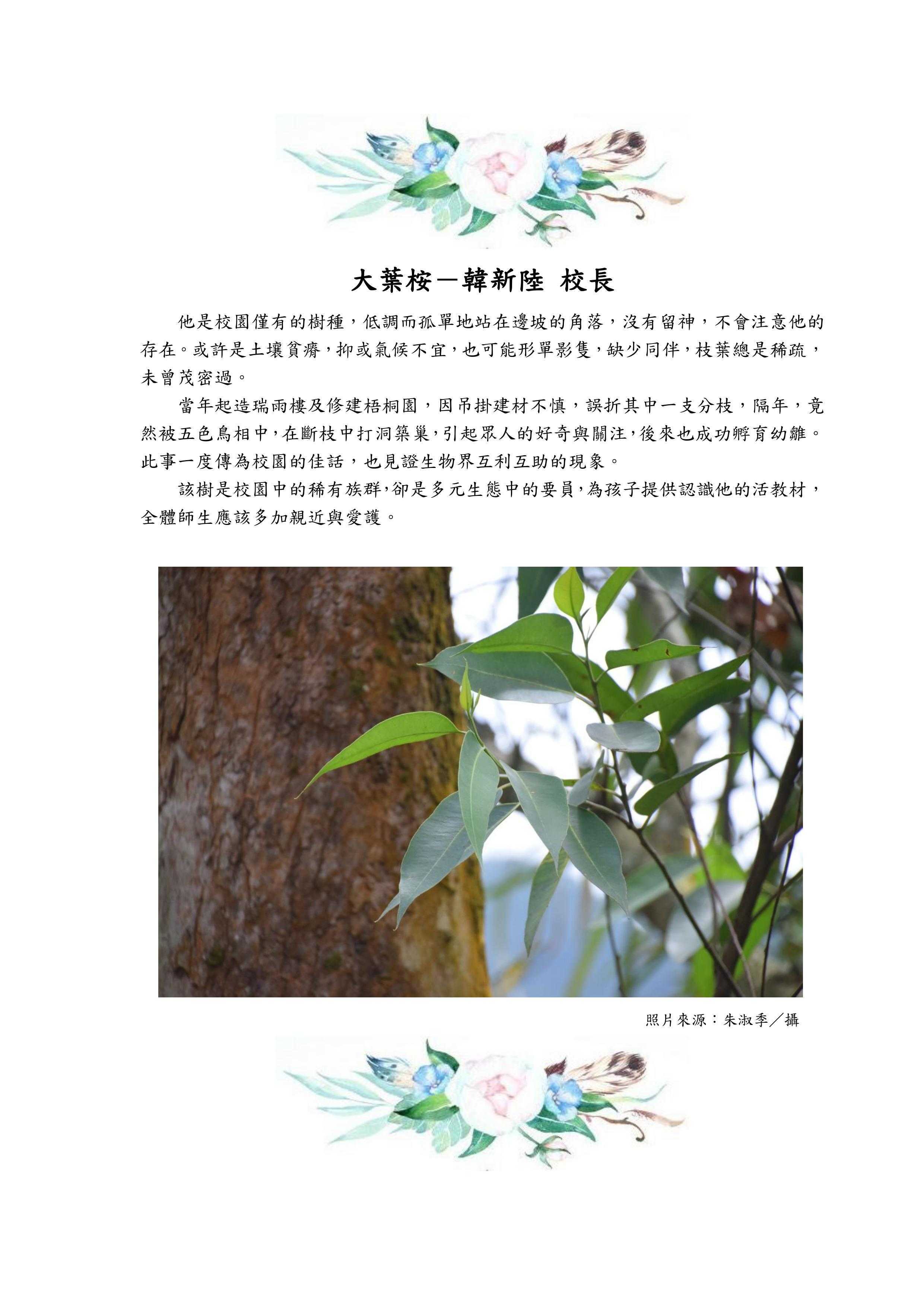 桉樹
