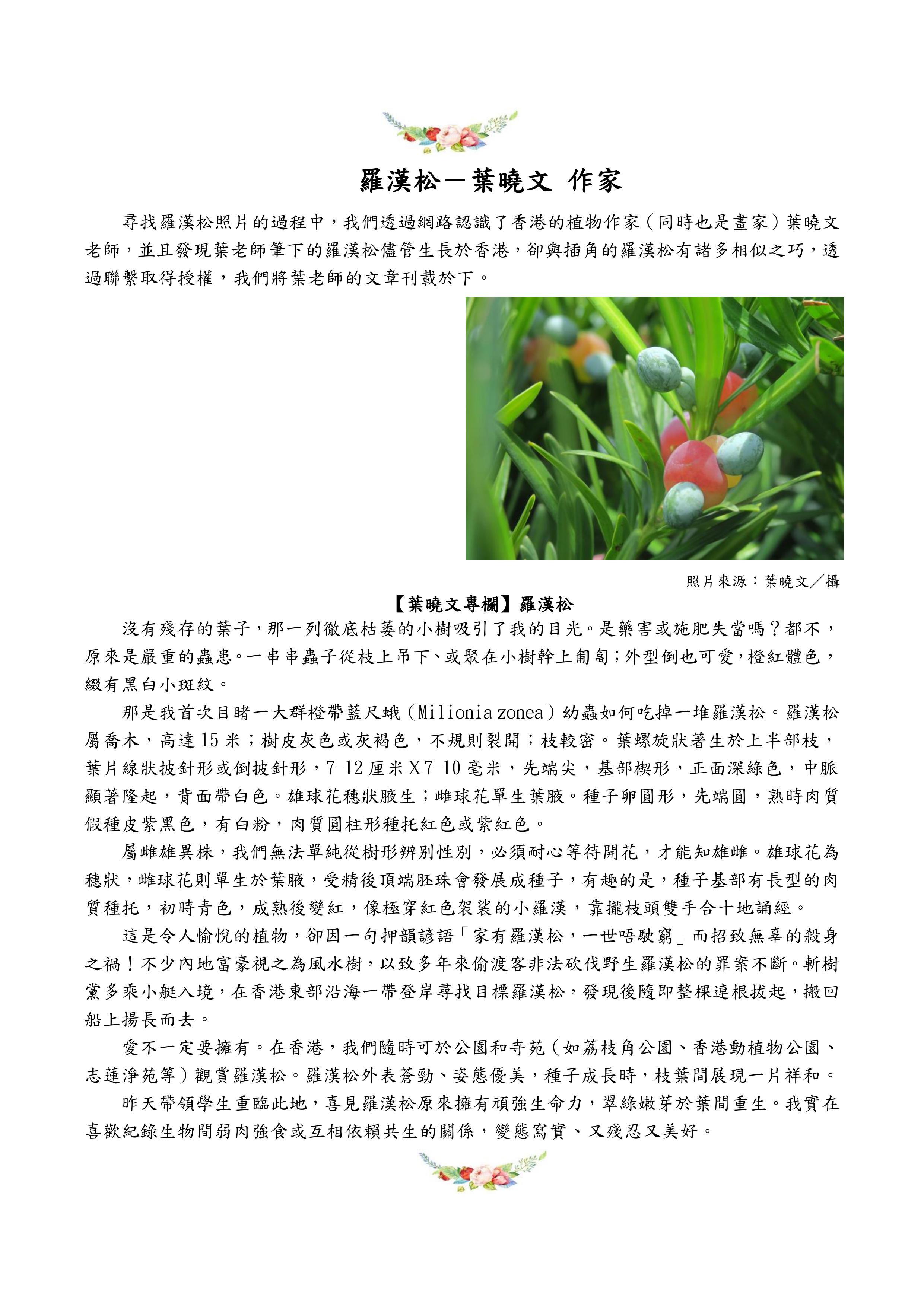 羅漢松